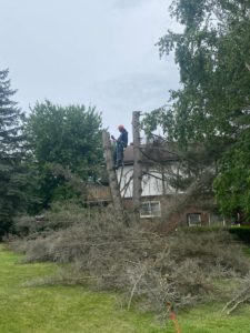 tree removal service KW