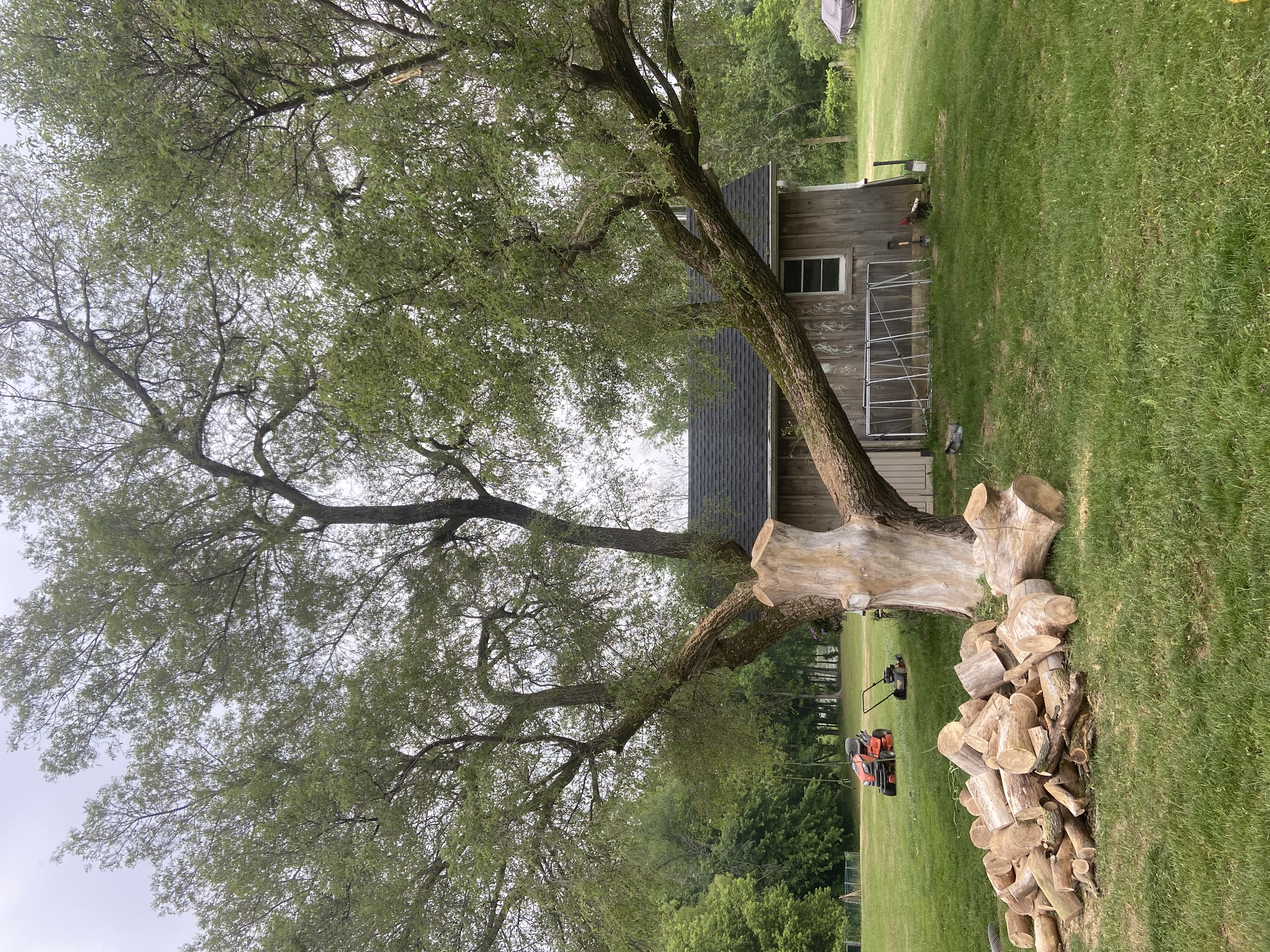 tree pruning 