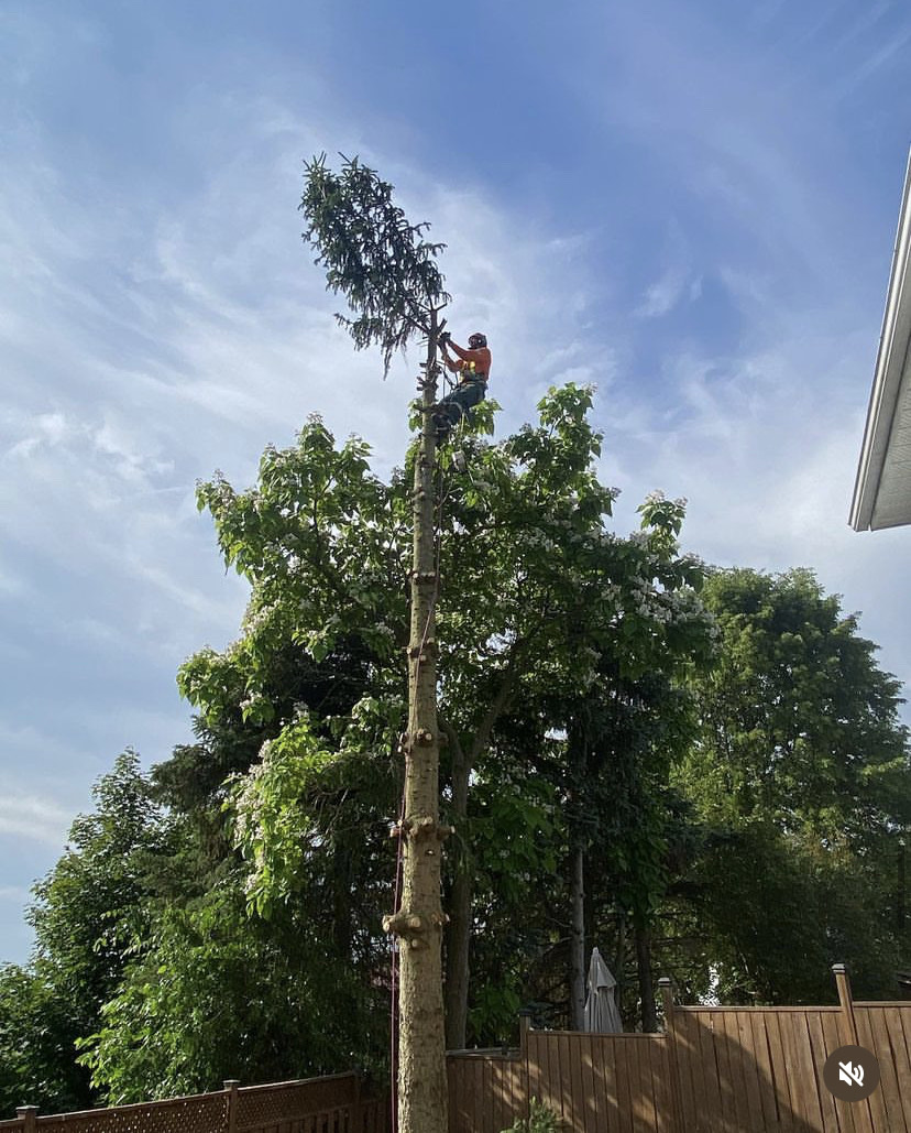 tree removal near me